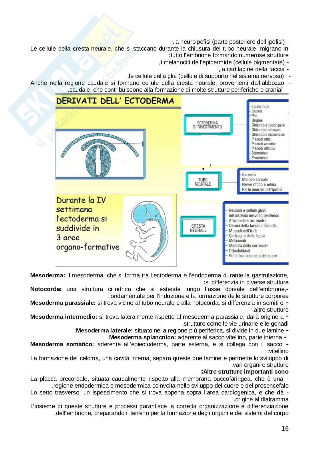 Embriologia  Pag. 16