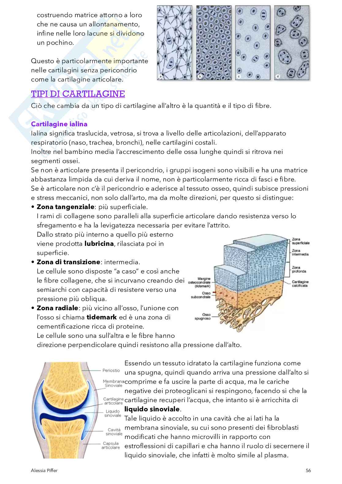 Istologia generale Pag. 56