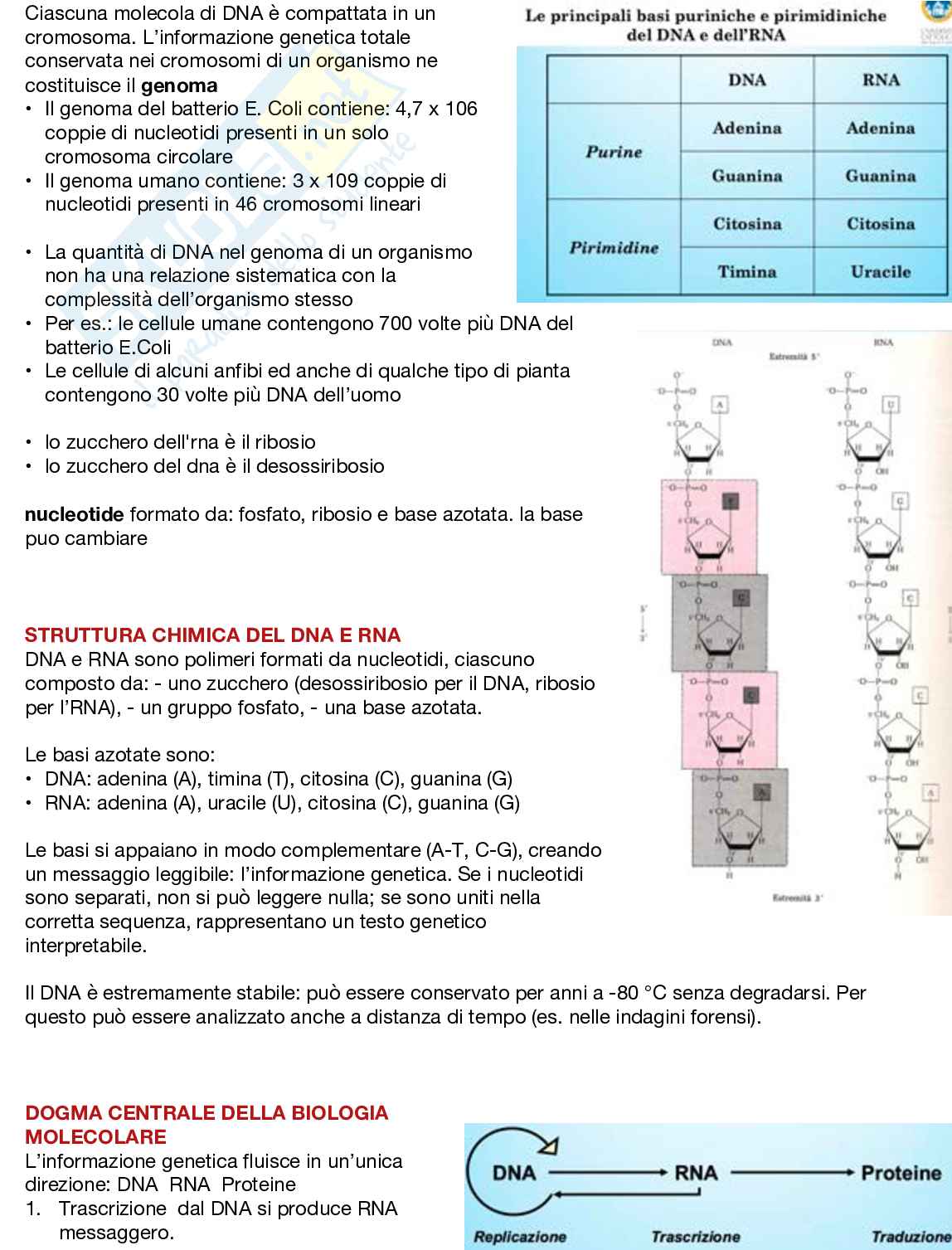 Fondamenti neurobiologici e genetici Pag. 11