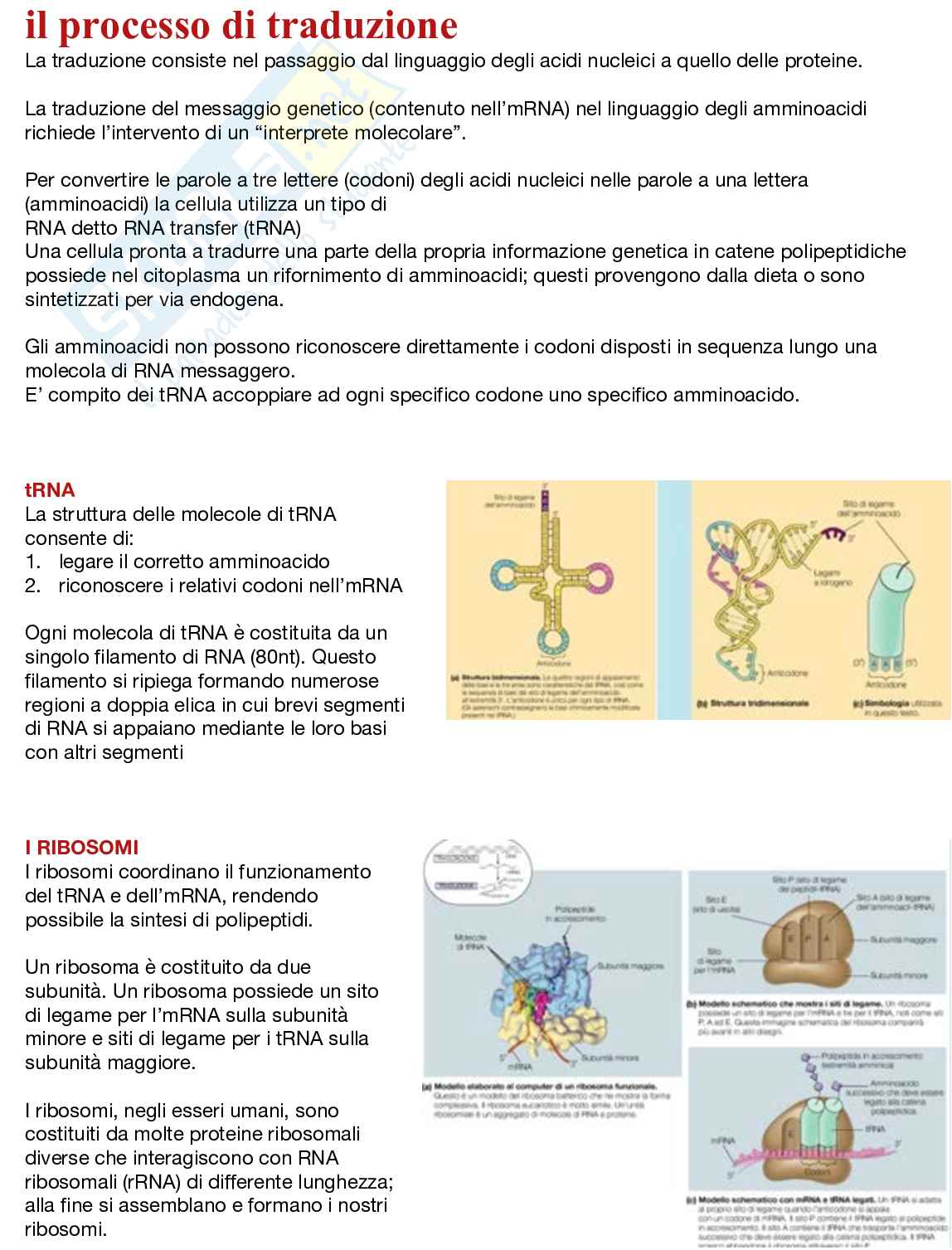 Fondamenti neurobiologici e genetici Pag. 31