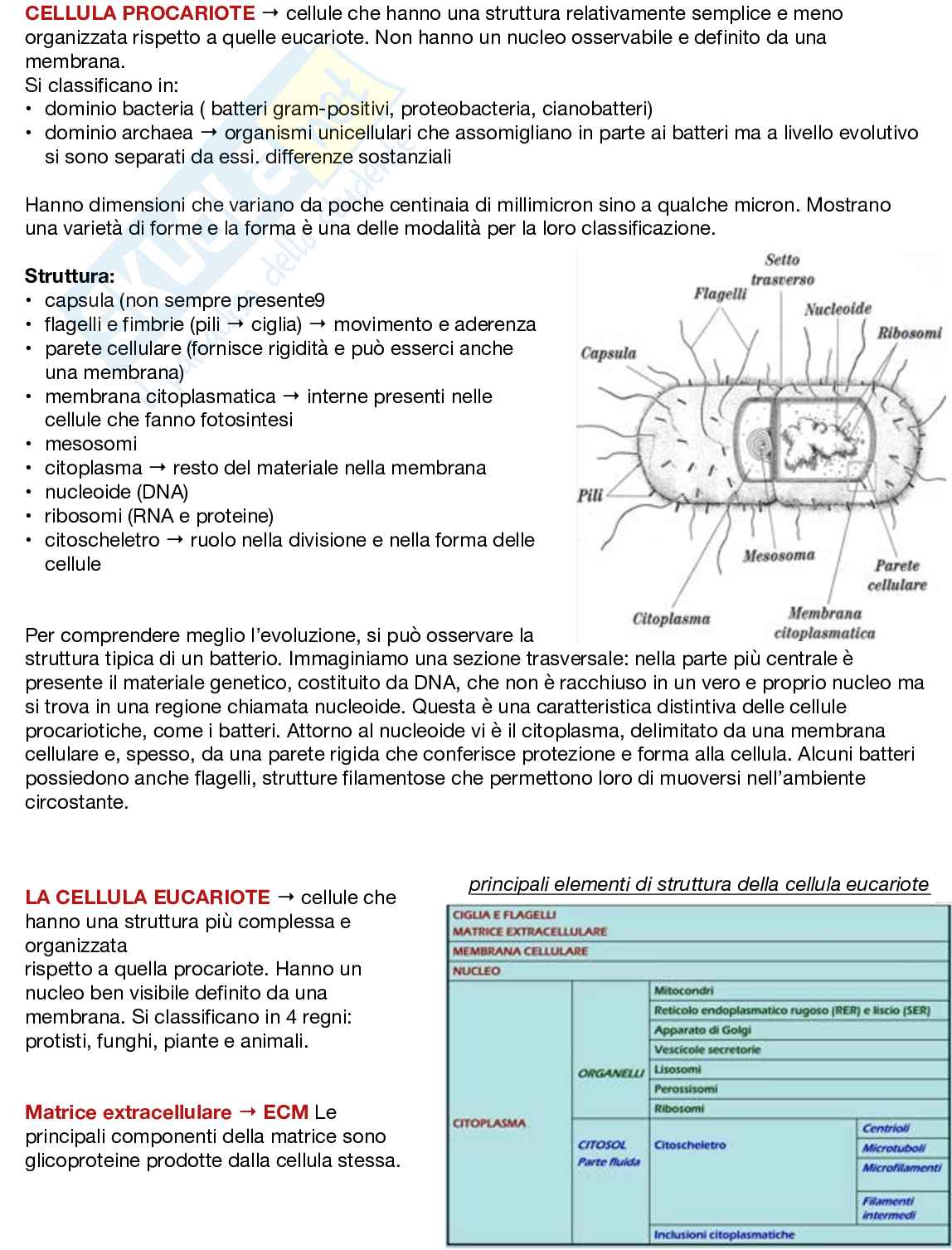 Fondamenti neurobiologici e genetici Pag. 41