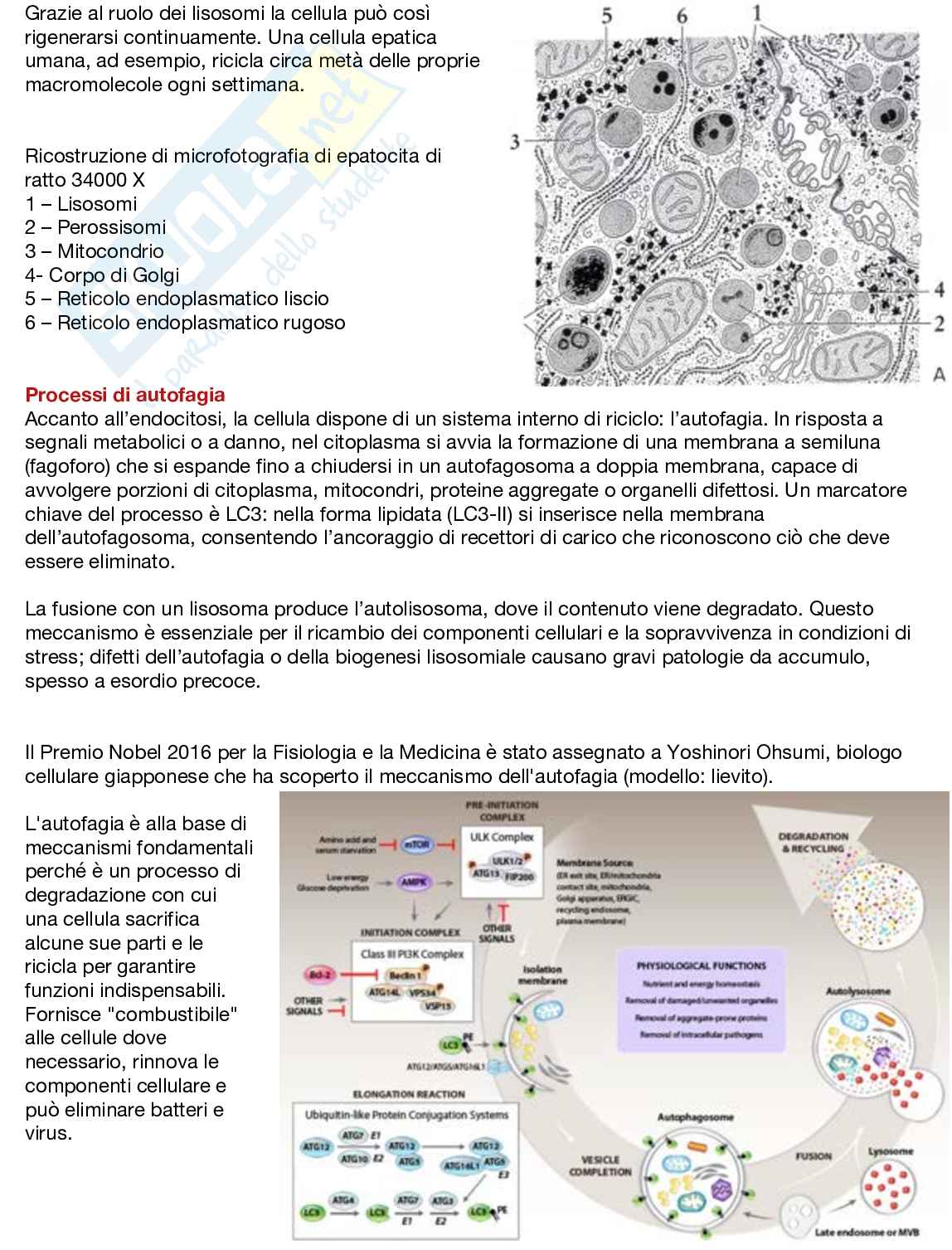 Fondamenti neurobiologici e genetici Pag. 51