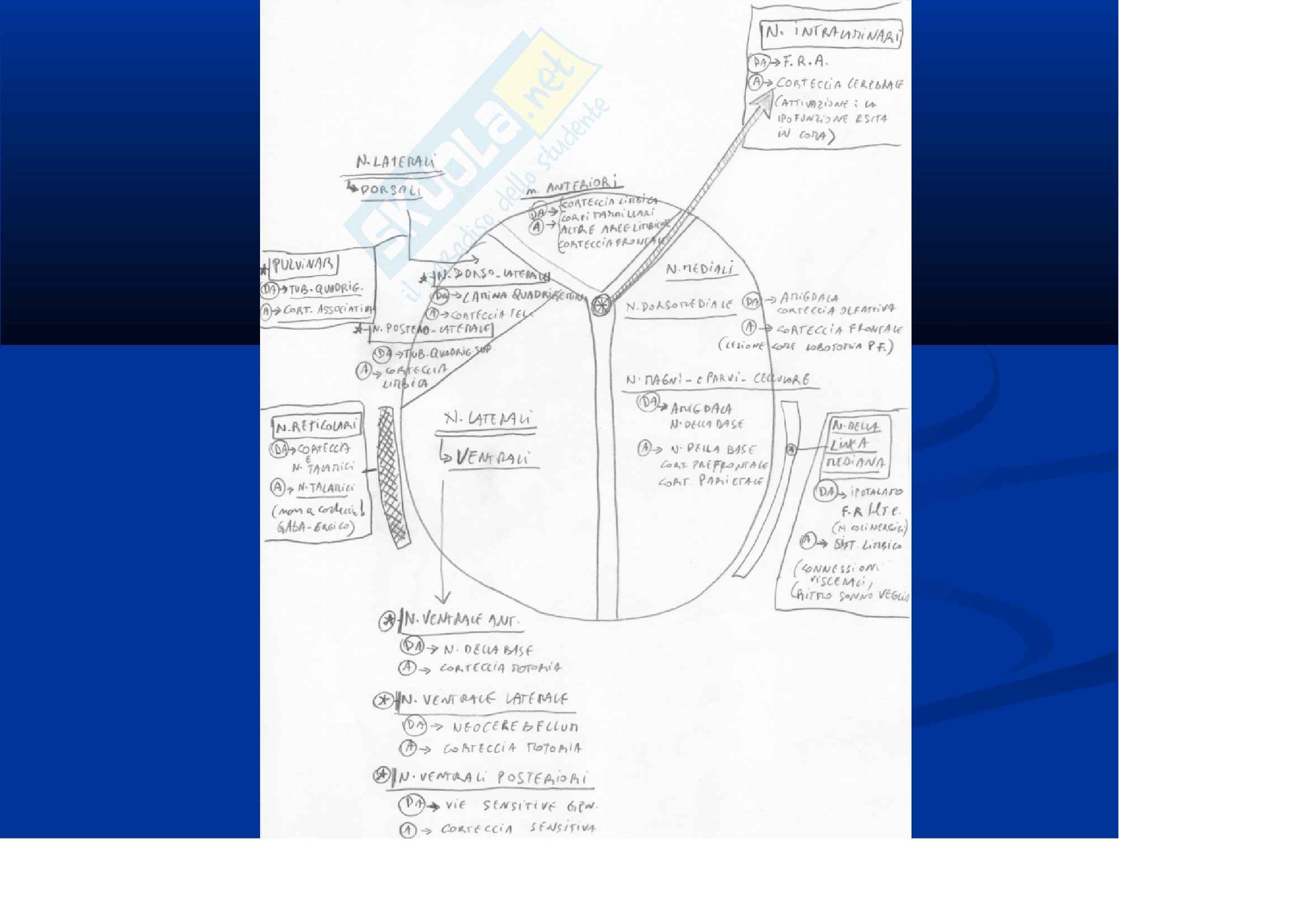 Anatomia III – Diencefalo e cervelletto – Slides Pag. 6