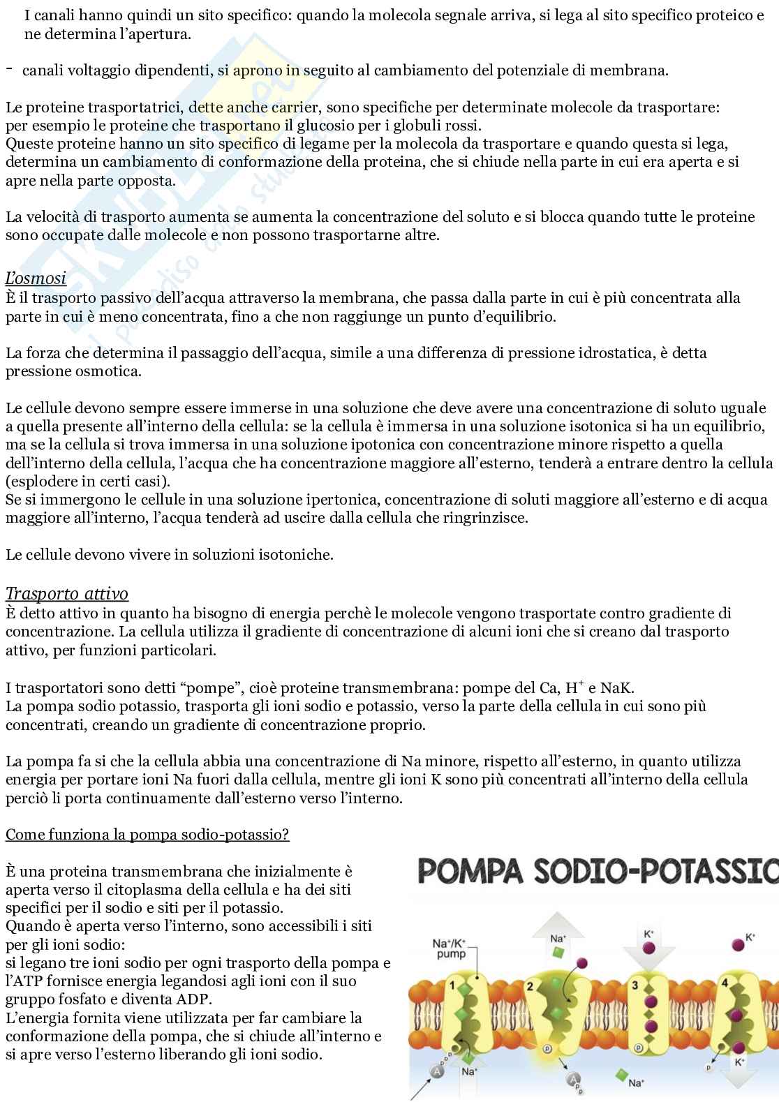 Citologia animale-studio cellula animale eucariota  Pag. 16