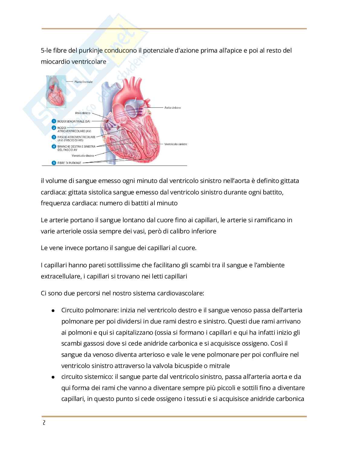 Apparato cardiovascolare Pag. 2