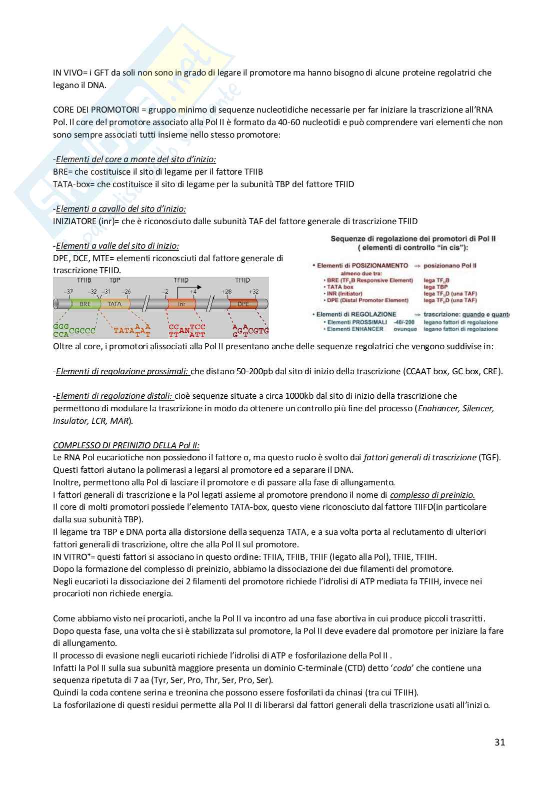 Riassunto Biologia molecolare Pag. 31