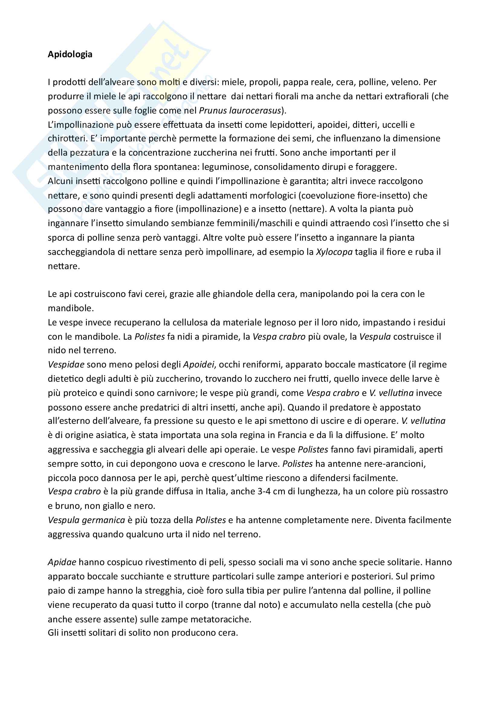 Appunti di Apidologia Pag. 1