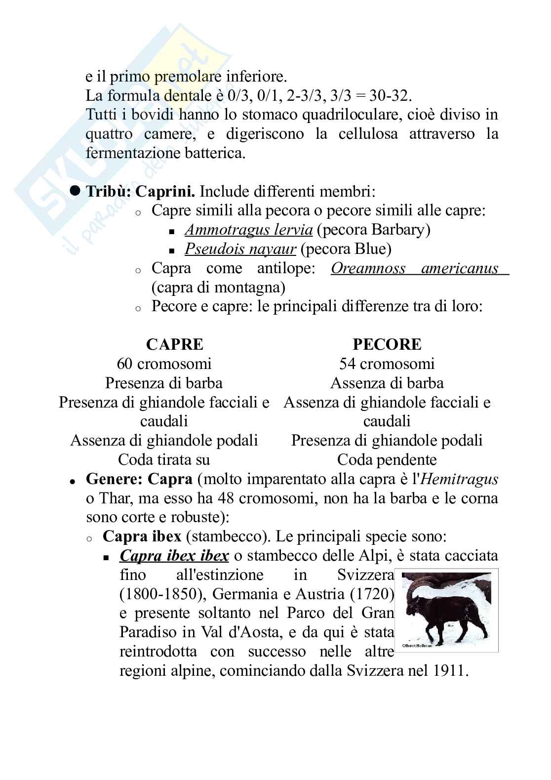 Allevamento della capra in Marocco Pag. 21