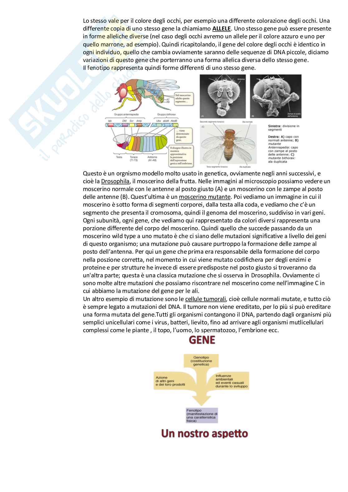 Esame Genetica Pag. 2