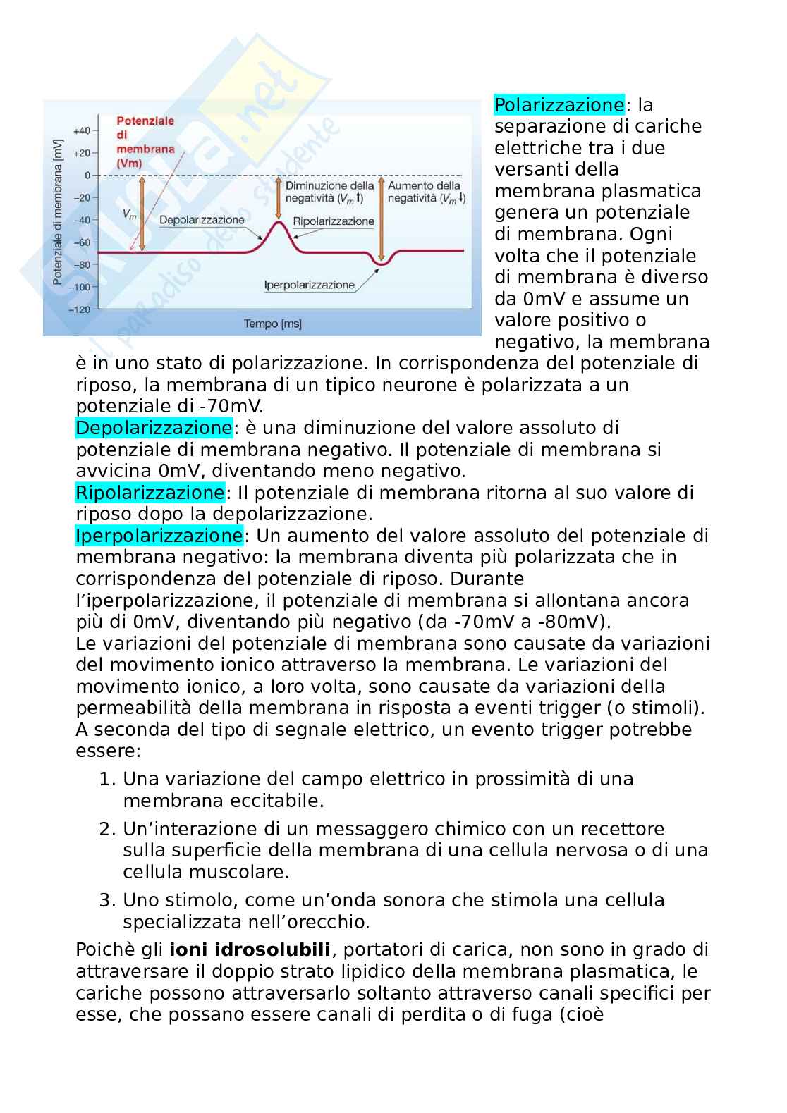 Riassunto esame Neuroscienze, Prof. Coco Mariella, libro consigliato Esplorando il cervello, Alessandro Angril etc Pag. 41