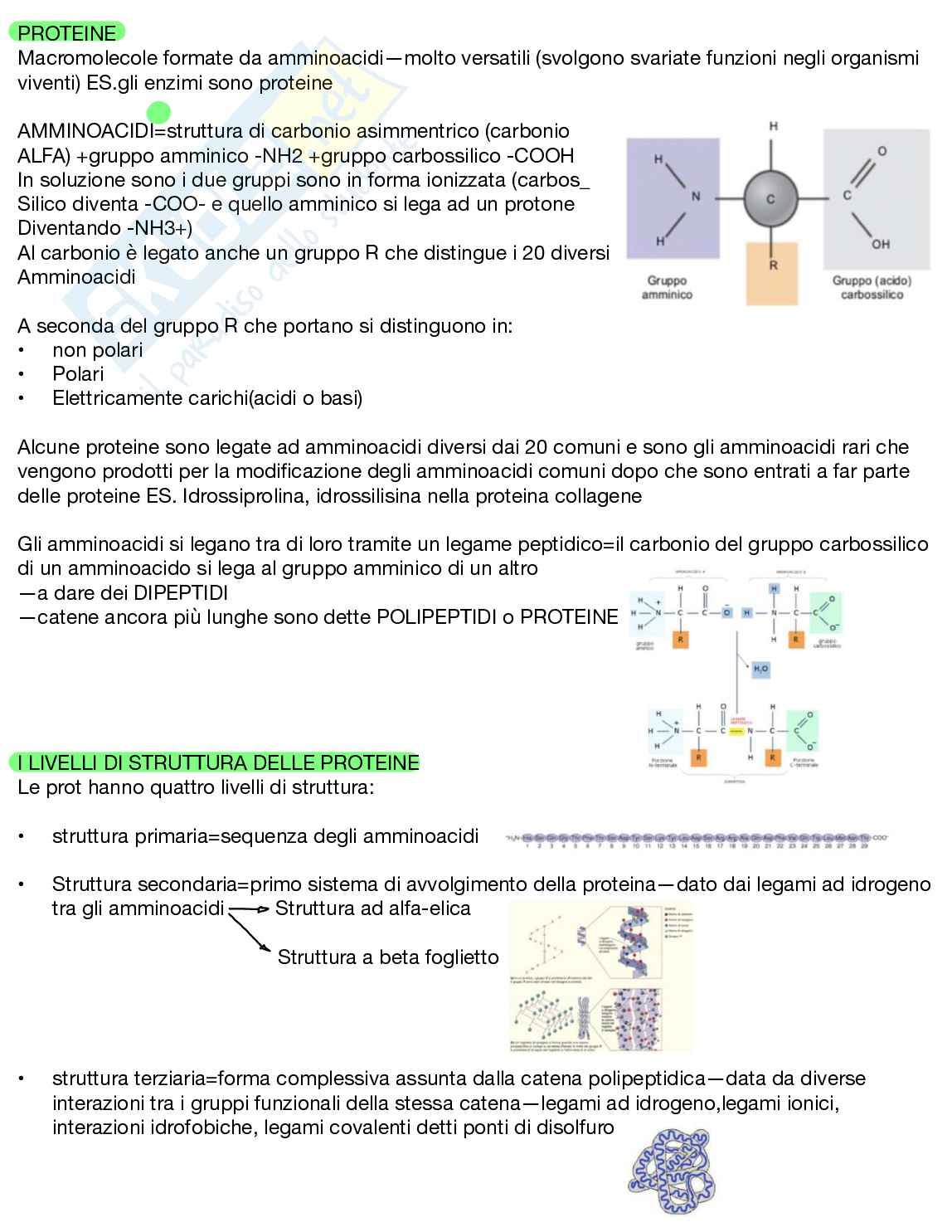 Appunti Biologia generale Pag. 11