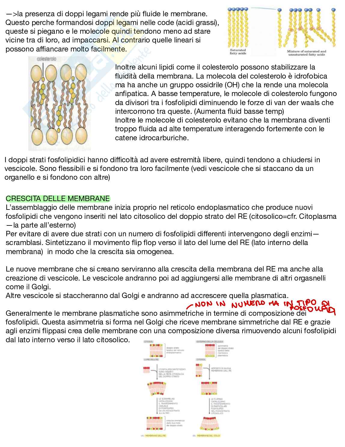 Appunti Biologia generale Pag. 26