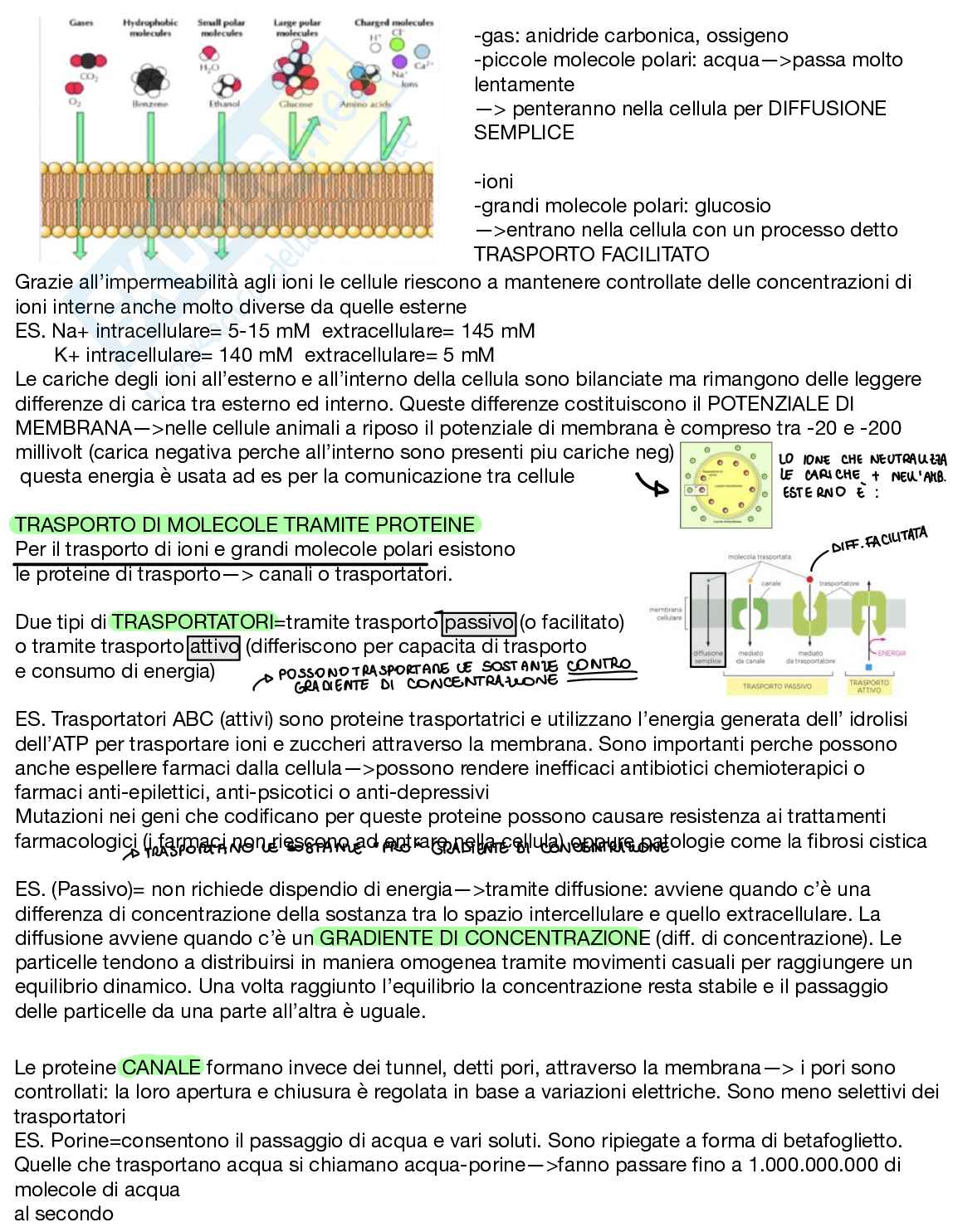 Appunti Biologia generale Pag. 31