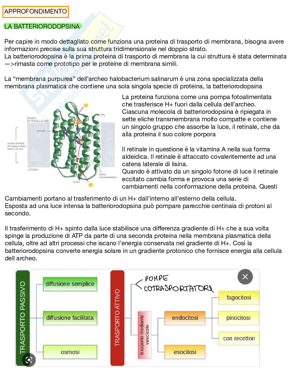 Appunti Biologia generale Pag. 36