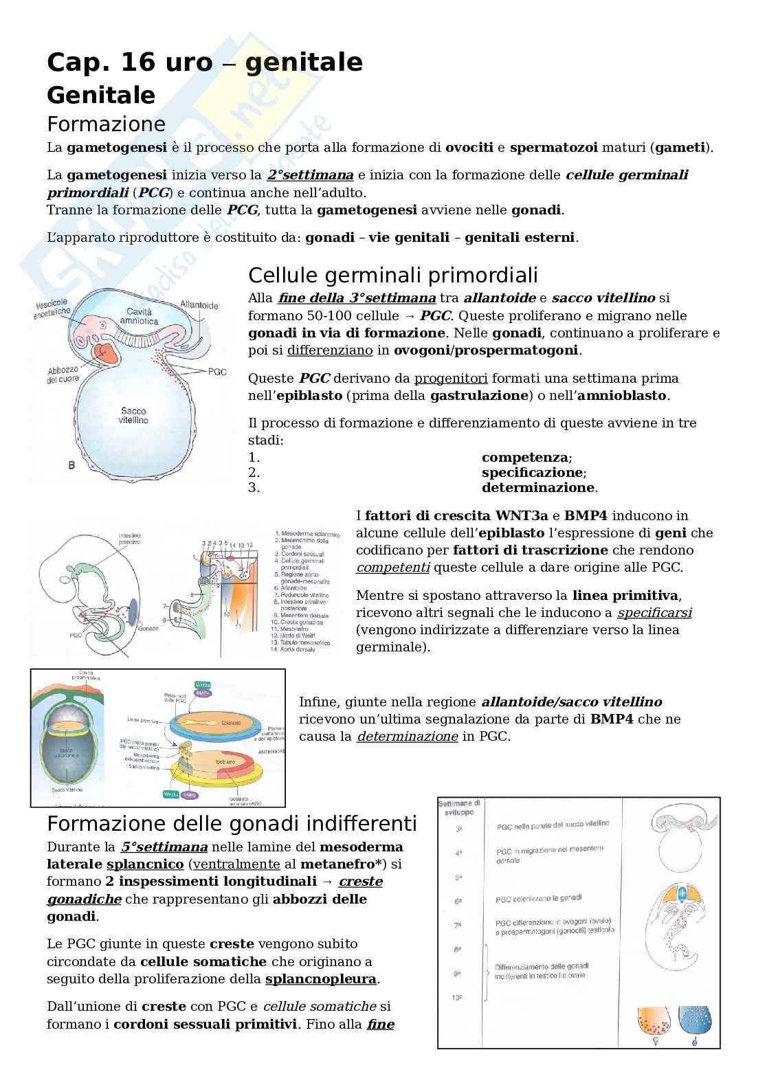 Embriologia apparato genitale Pag. 1
