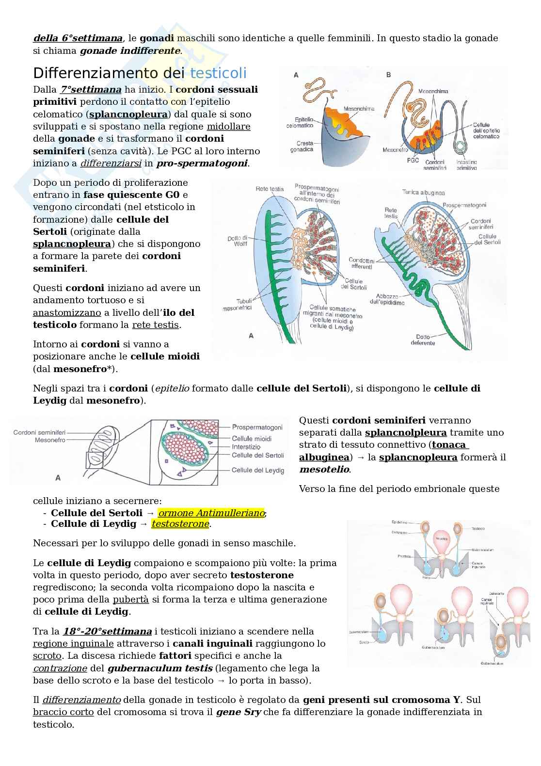 Embriologia apparato genitale Pag. 2