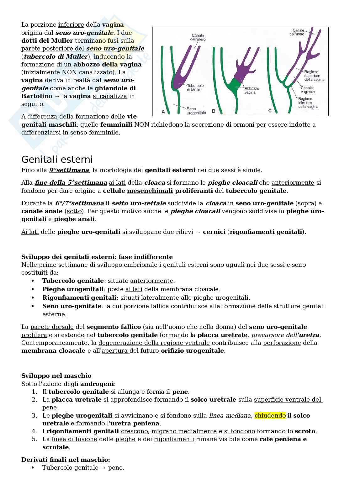 Embriologia apparato genitale Pag. 6