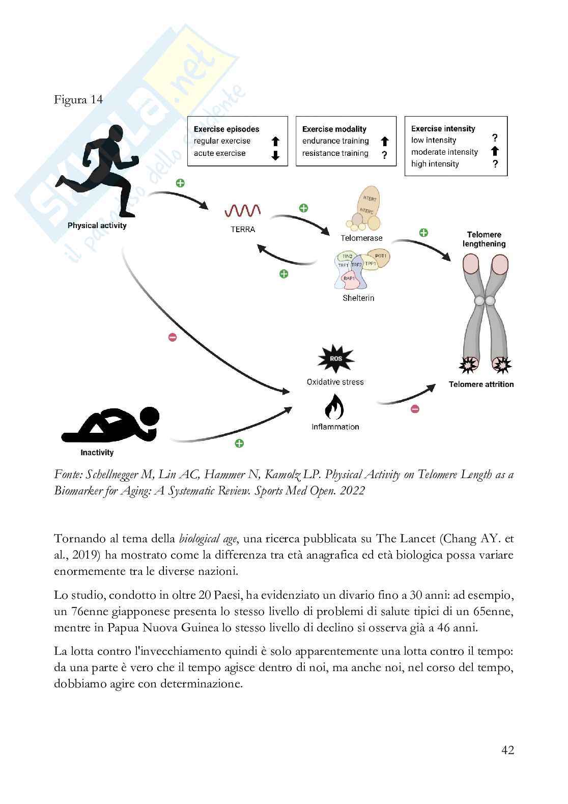 Fisiologia dell'esercizio a corpo libero: strategie per una longevità vincente ​ Pag. 46