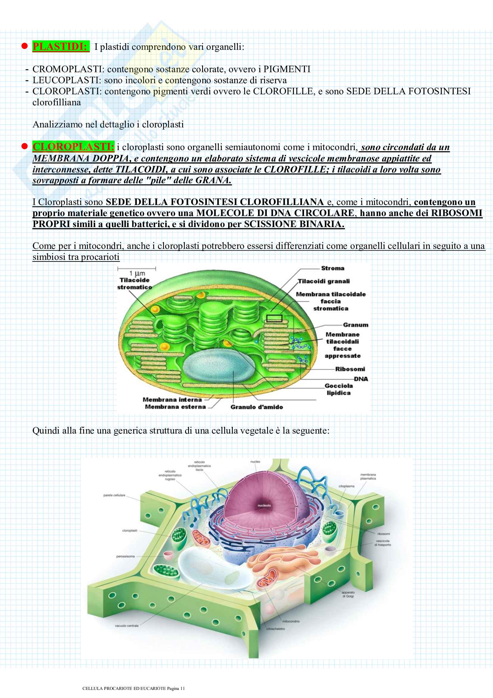 Cellula procariote ed eucariote Pag. 11