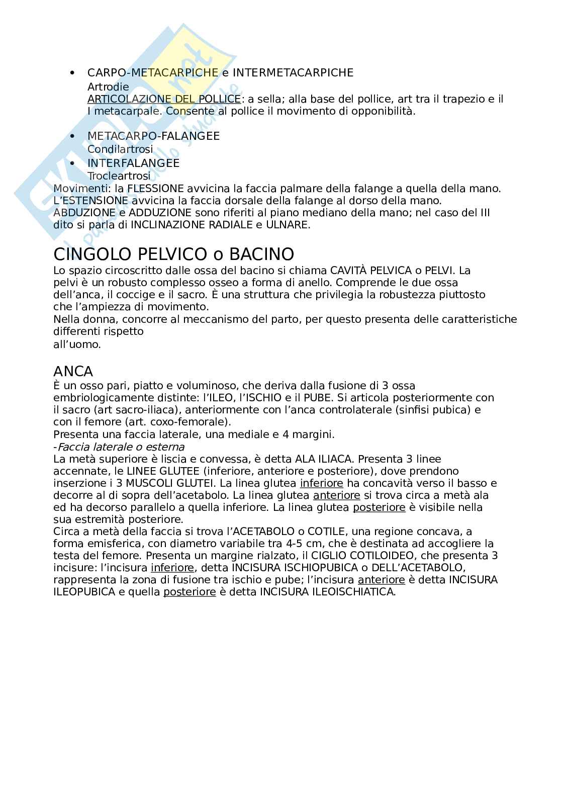 Apparato osteoarticolare e muscolare  Pag. 36