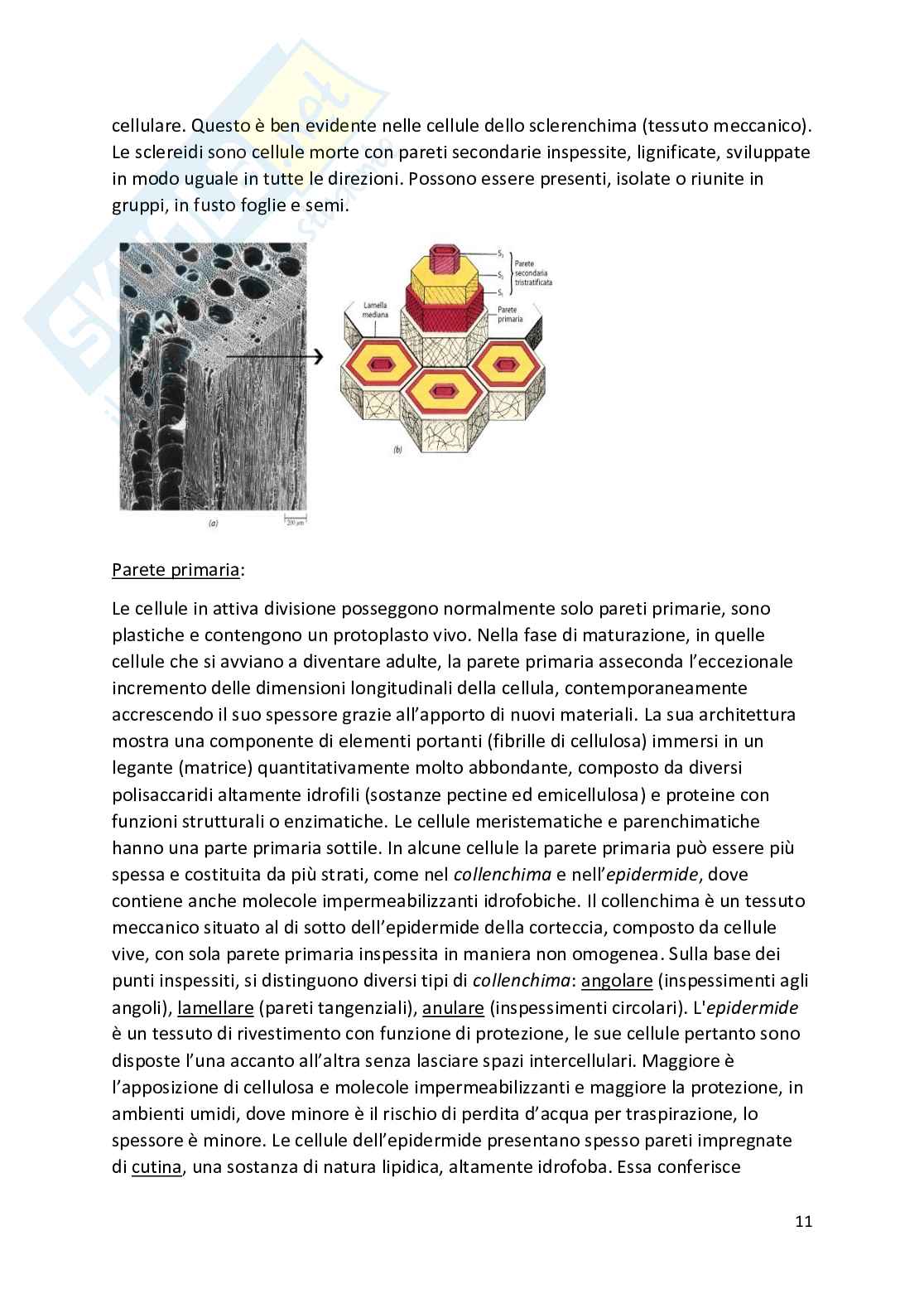 Botanica - Appunti completi   Pag. 11