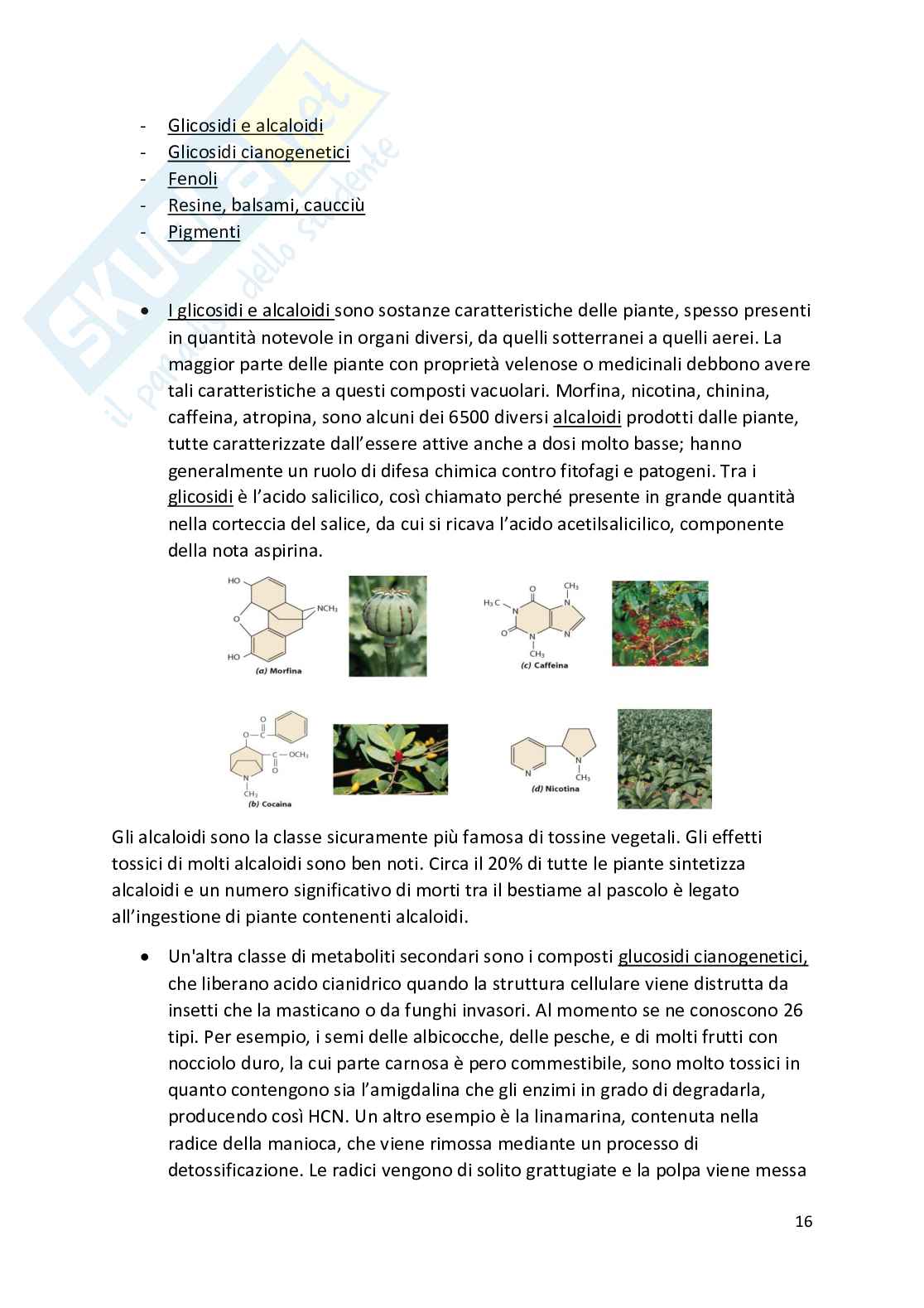 Botanica - Appunti completi   Pag. 16