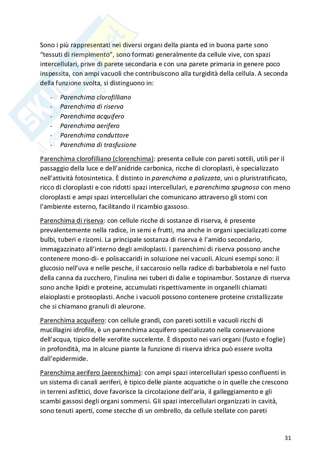 Botanica - Appunti completi   Pag. 31