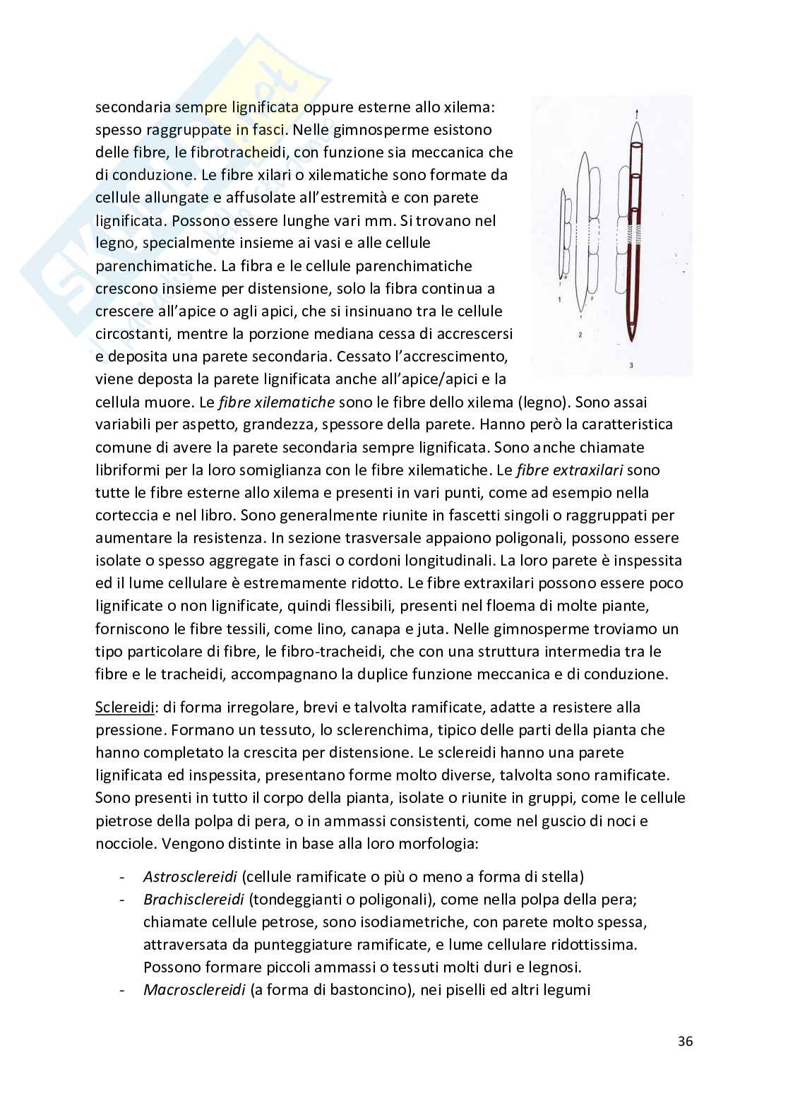 Botanica - Appunti completi   Pag. 36