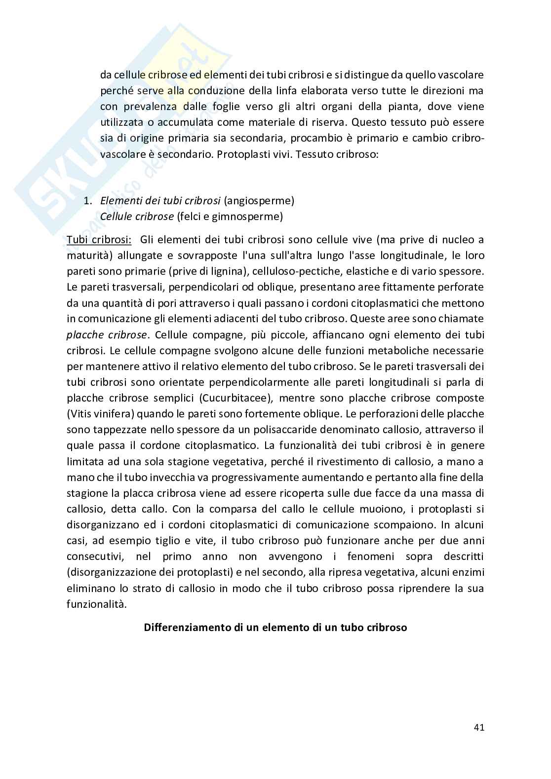 Botanica - Appunti completi   Pag. 41