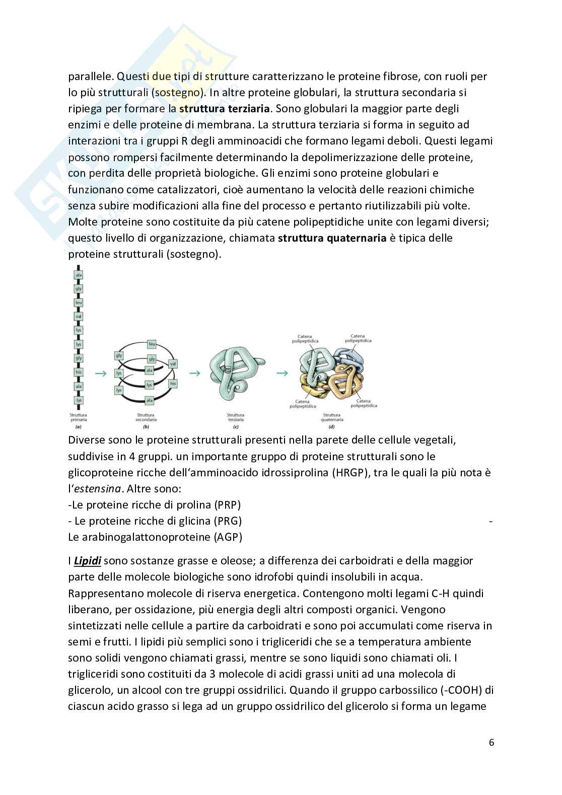 Botanica - Appunti completi   Pag. 6