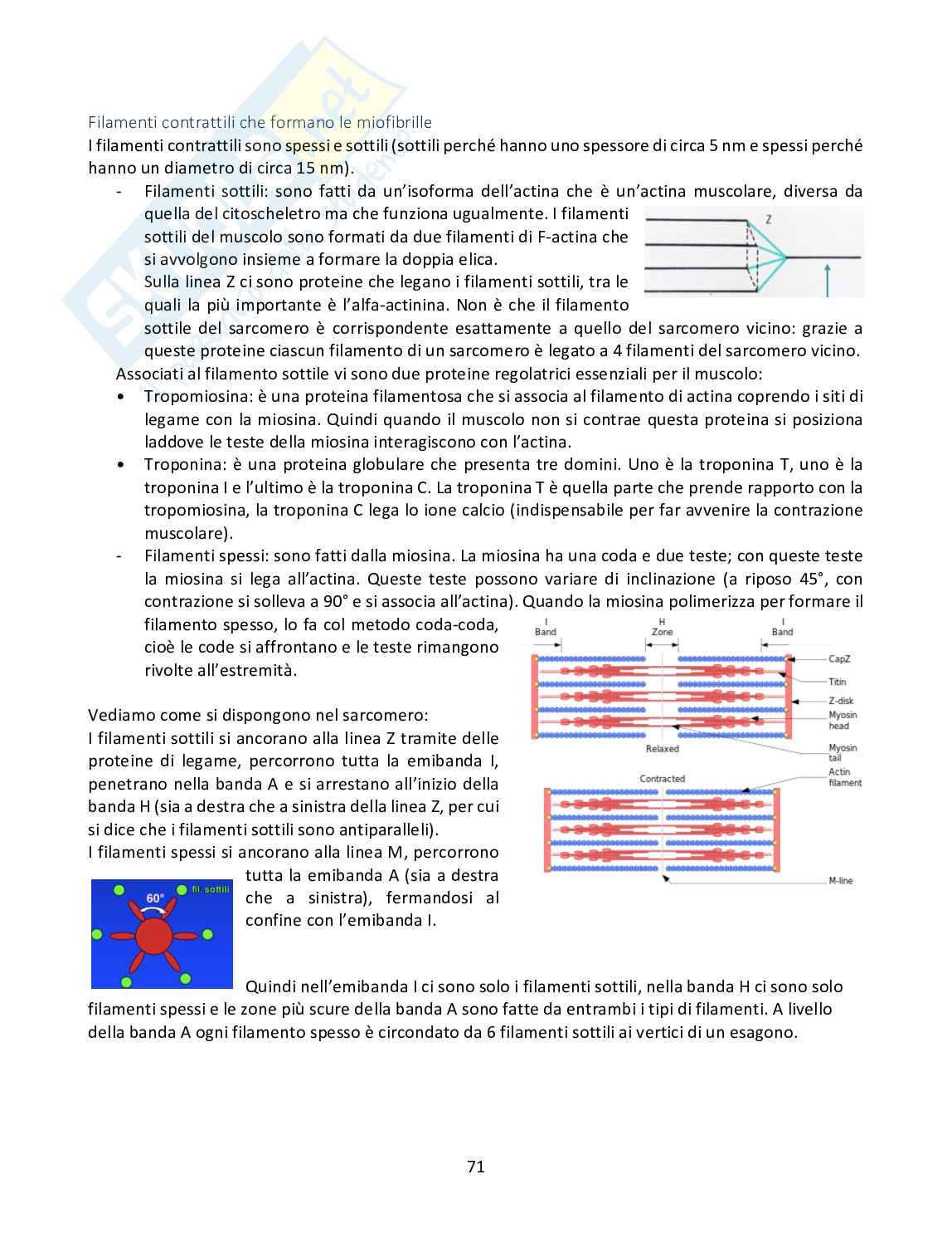 istologia, embriologia, odontogenesi Pag. 71