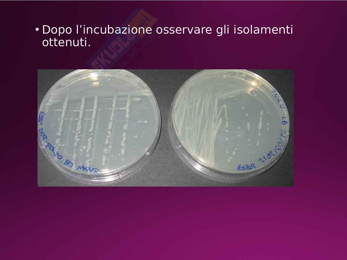 seminario microbiologia Pag. 21