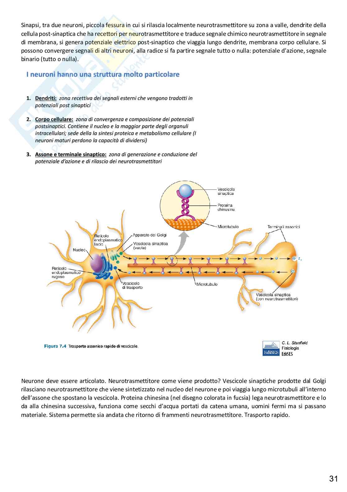 Fisiologia Pag. 31