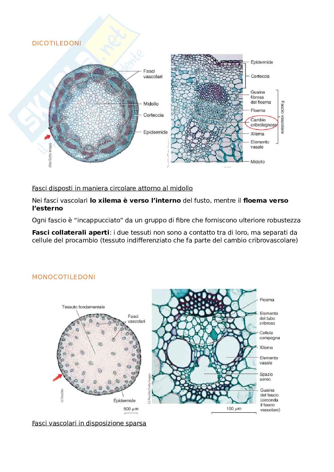 Appunti Biologia generale Pag. 2