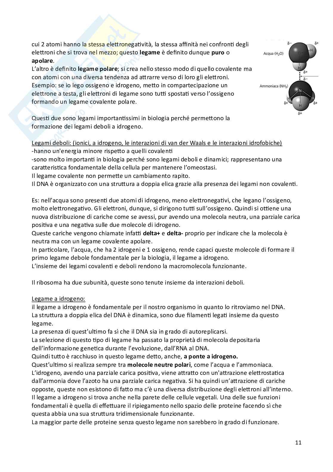 Appunti di Biologia animale e vegetale Pag. 11