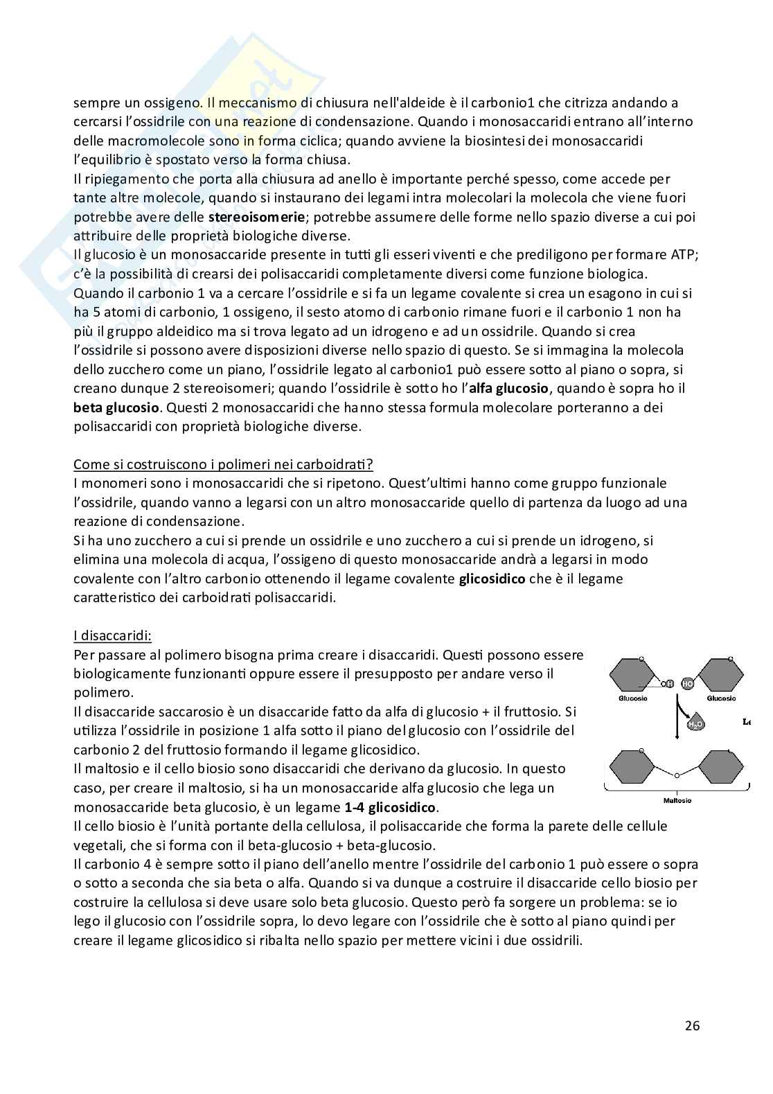 Appunti di Biologia animale e vegetale Pag. 26