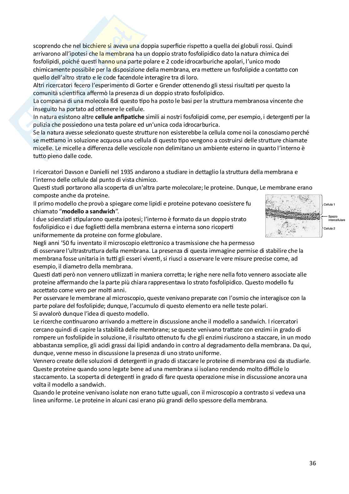 Appunti di Biologia animale e vegetale Pag. 36