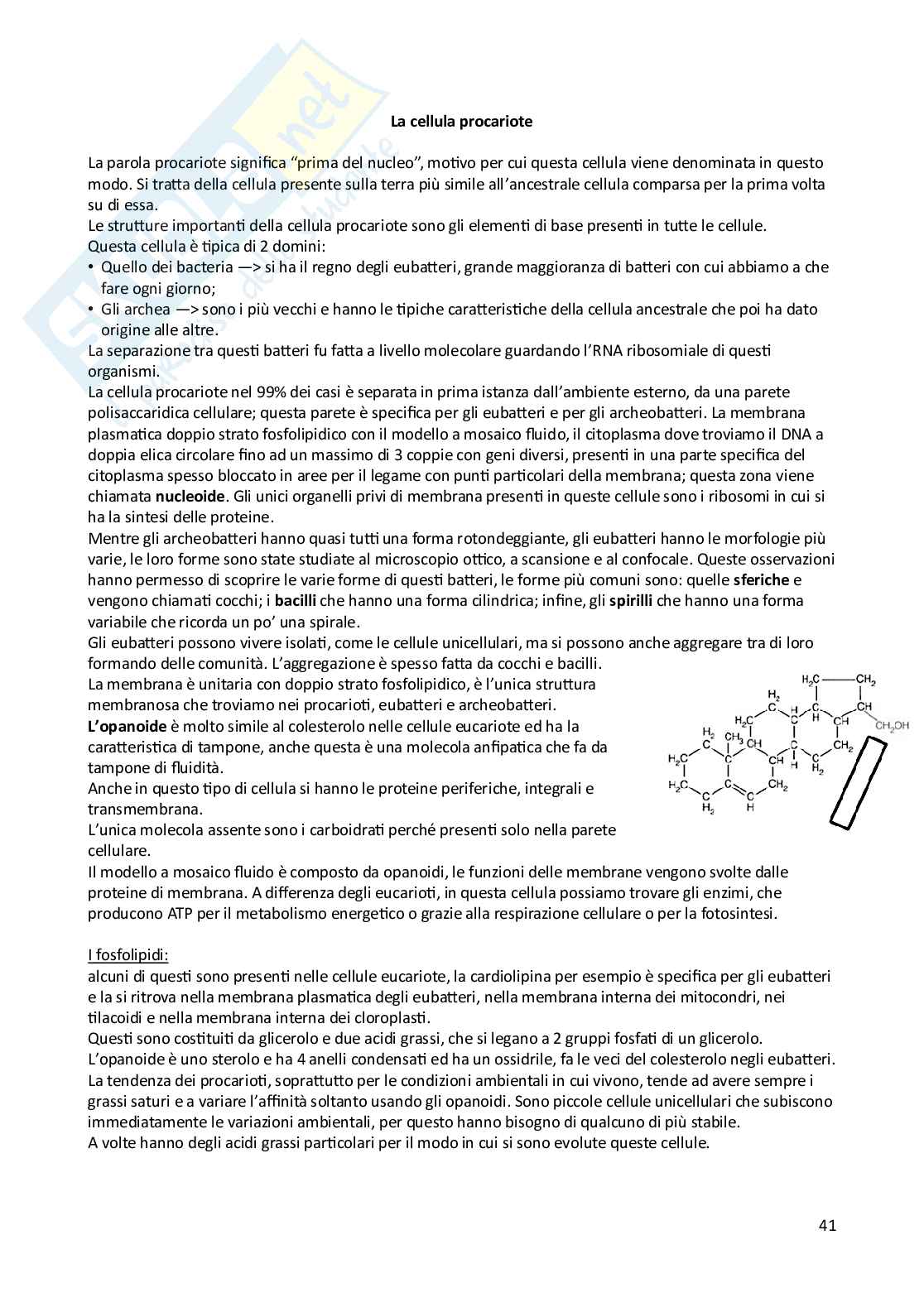 Appunti di Biologia animale e vegetale Pag. 41