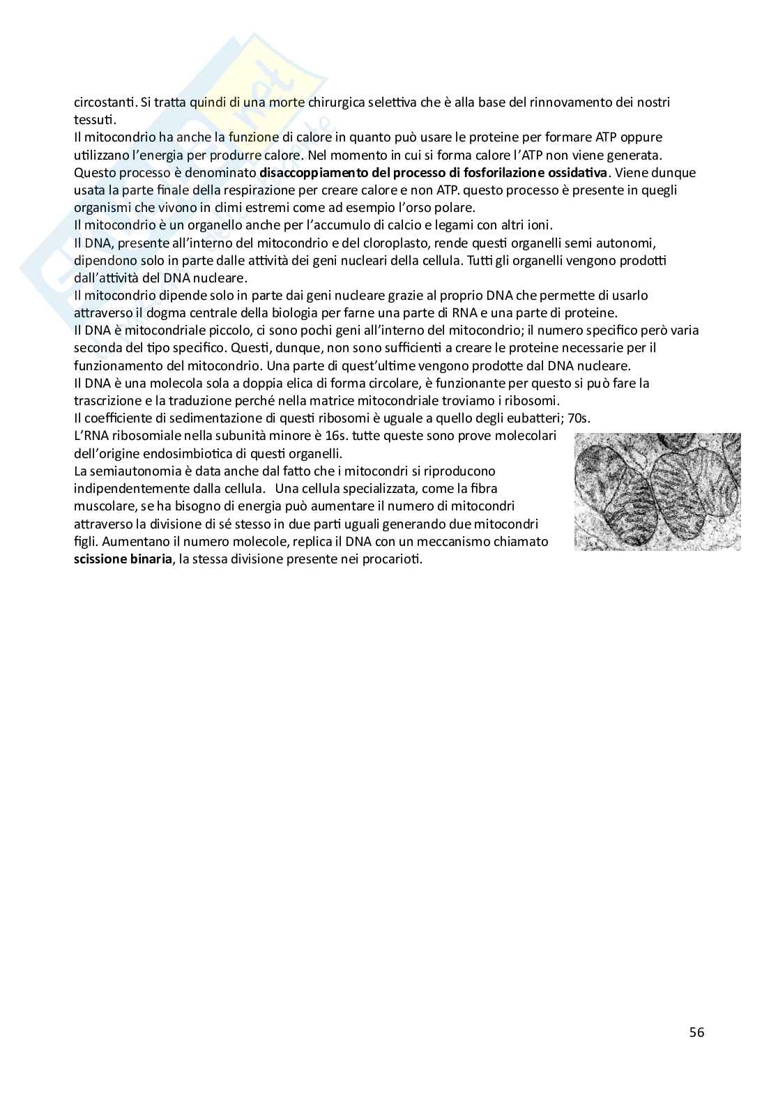 Appunti di Biologia animale e vegetale Pag. 56