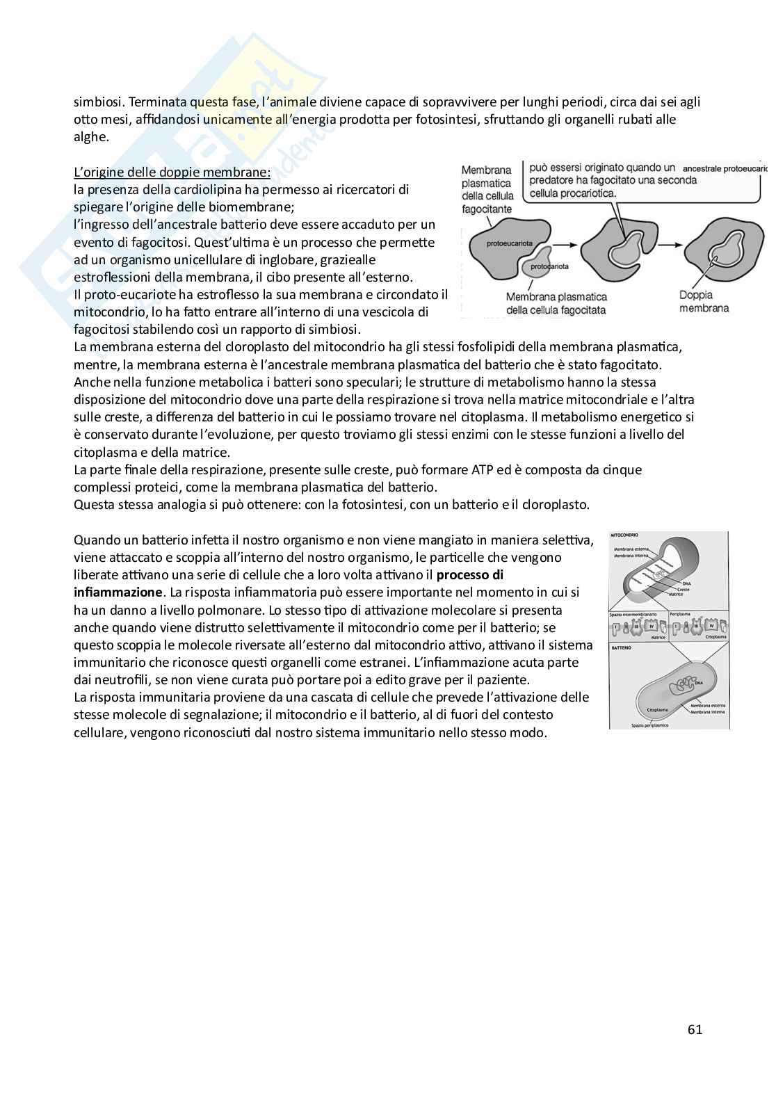 Appunti di Biologia animale e vegetale Pag. 61