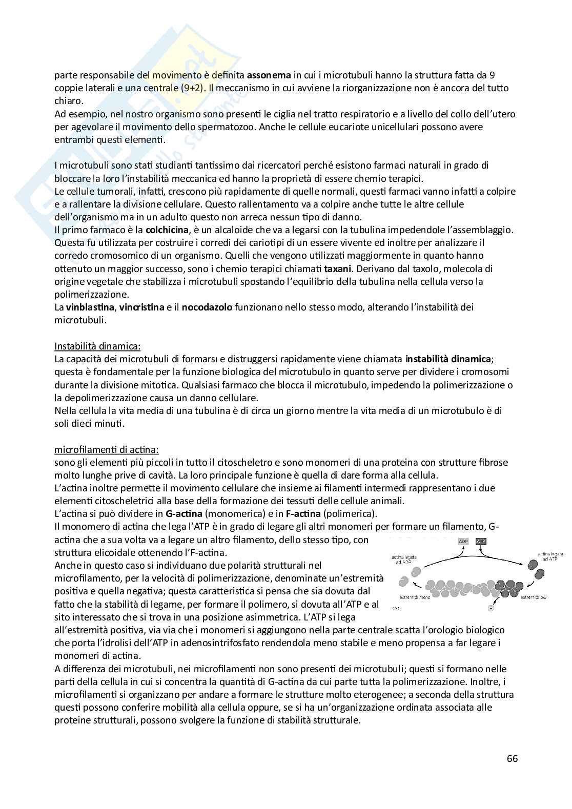 Appunti di Biologia animale e vegetale Pag. 66