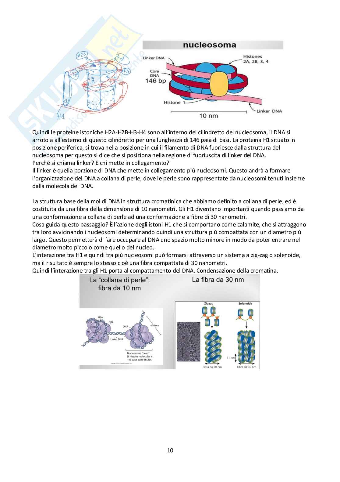 Appunti Biologia molecolare Pag. 11