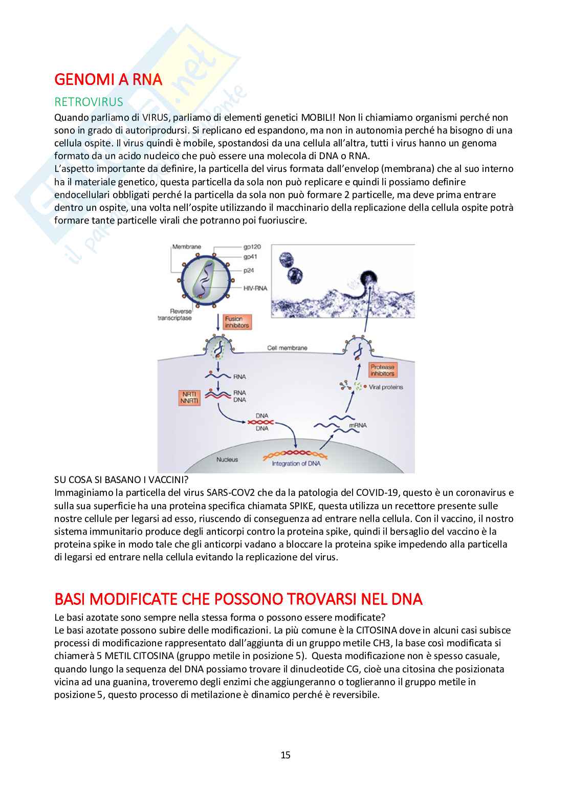 Appunti Biologia molecolare Pag. 16