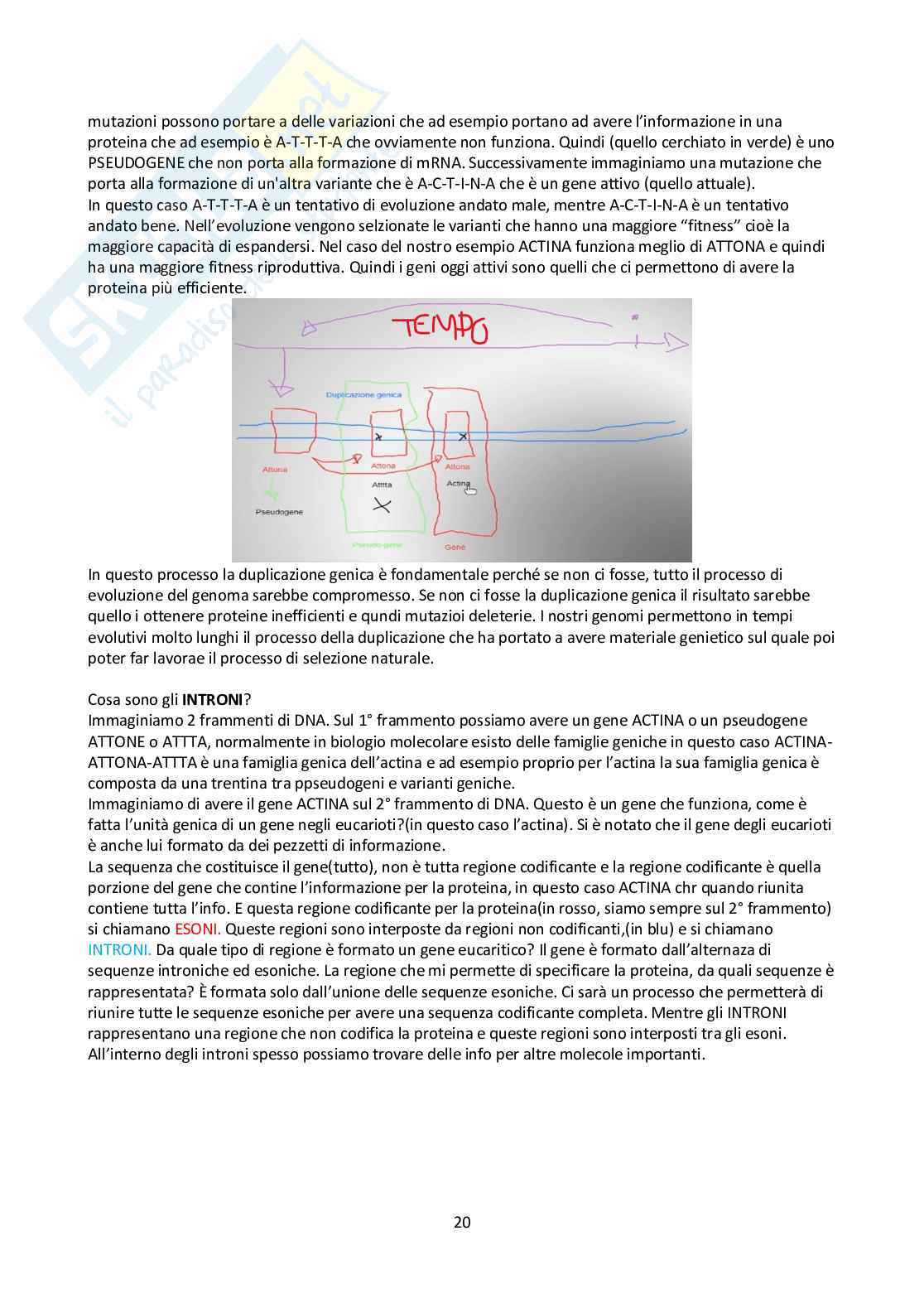 Appunti Biologia molecolare Pag. 21