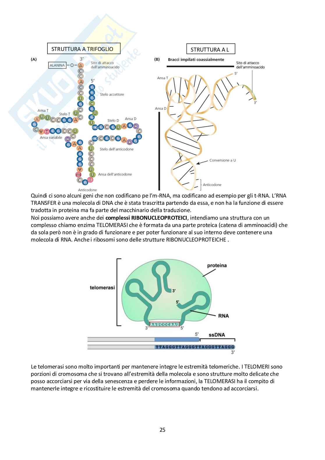 Appunti Biologia molecolare Pag. 26