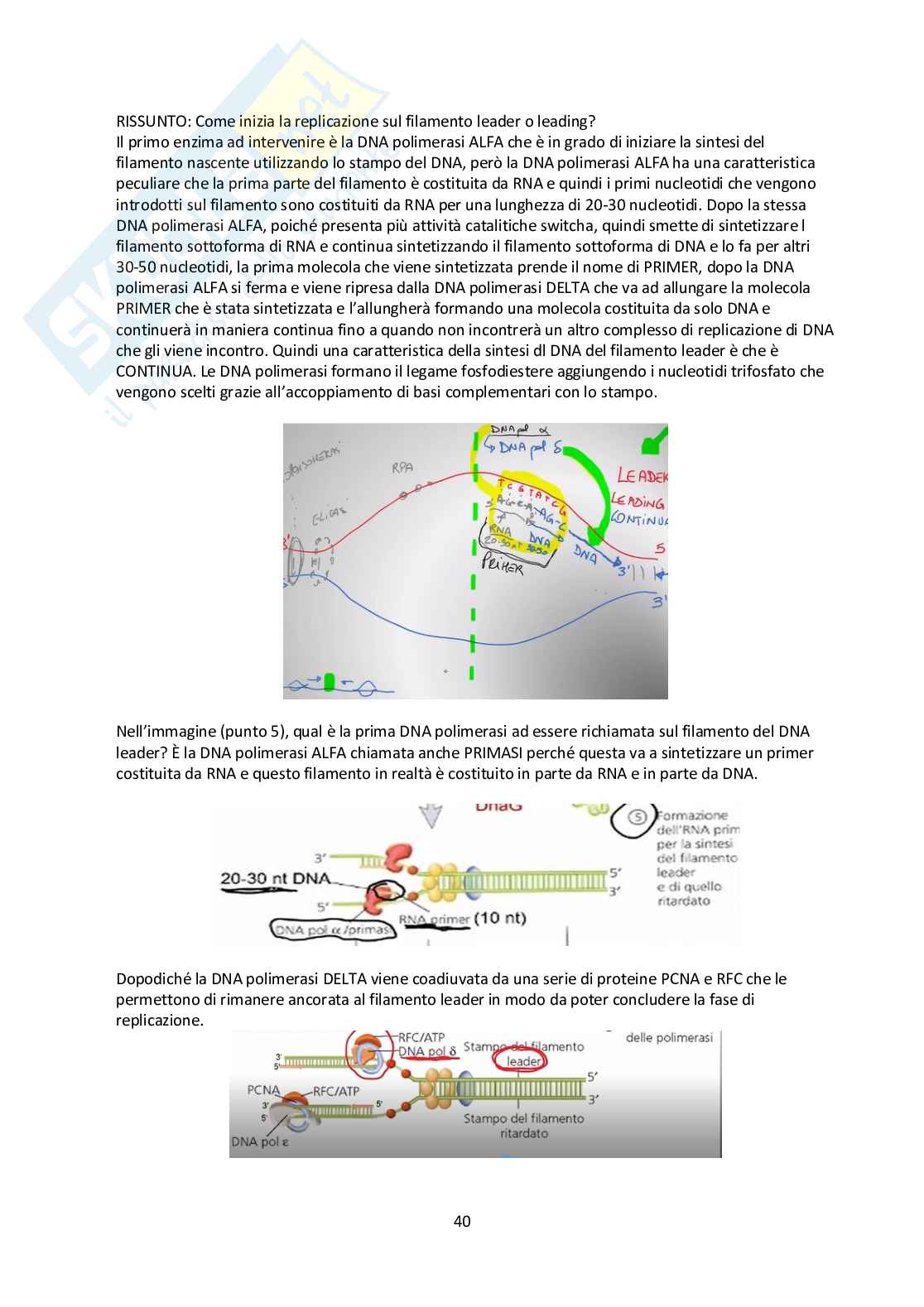 Appunti Biologia molecolare Pag. 41