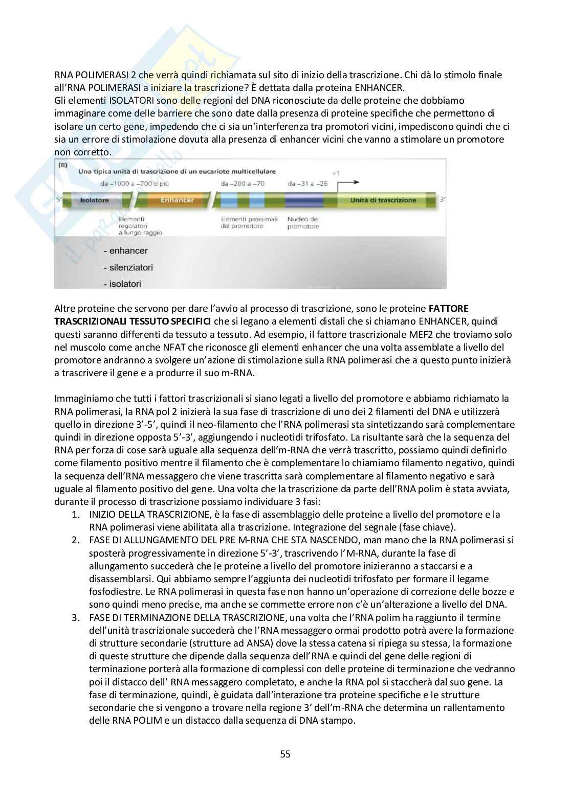 Appunti Biologia molecolare Pag. 56