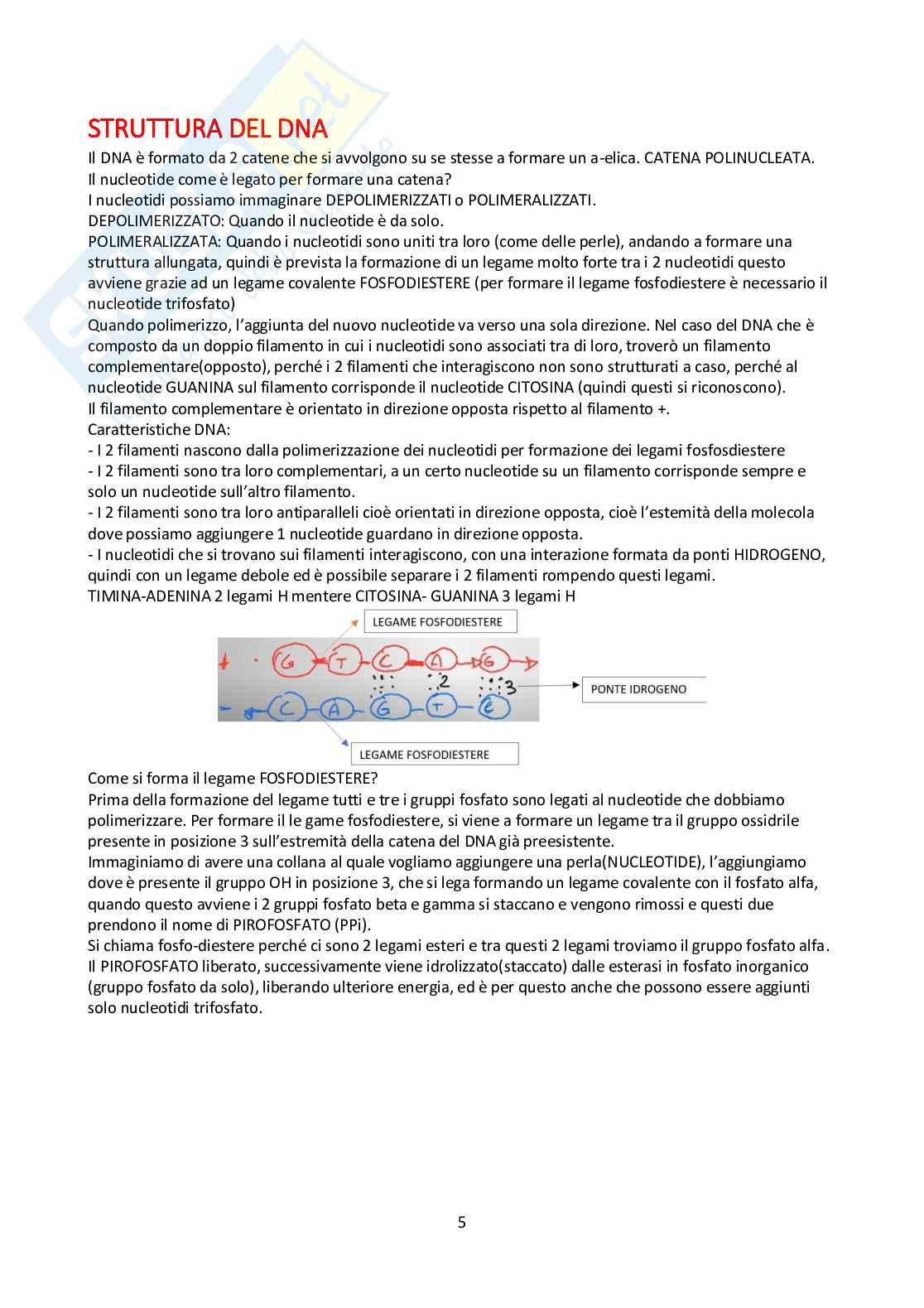 Appunti Biologia molecolare Pag. 6
