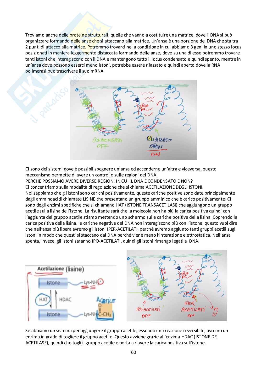 Appunti Biologia molecolare Pag. 61