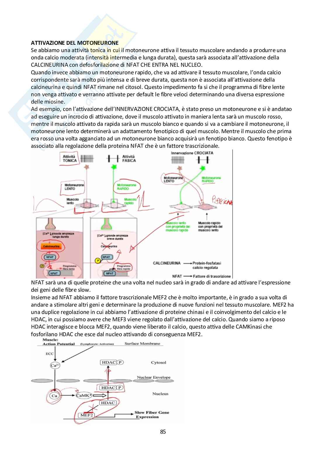 Appunti Biologia molecolare Pag. 86